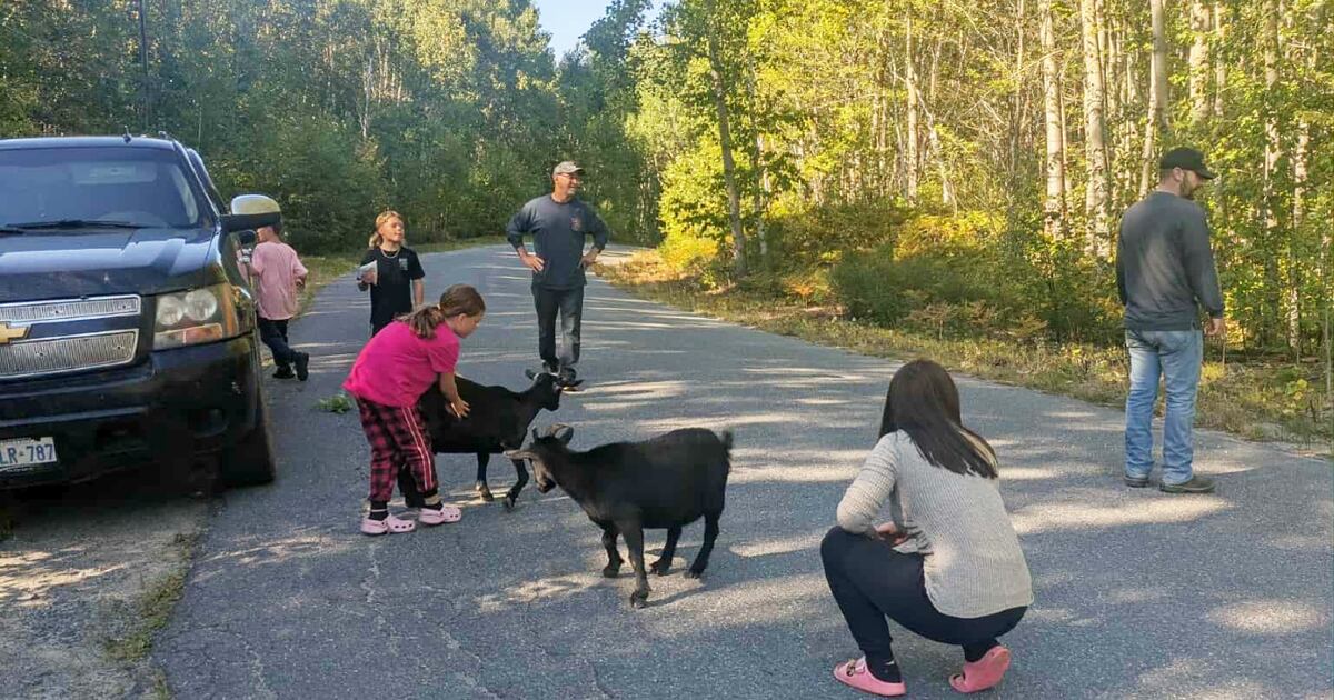 Missing Goat Sudbury-area family finds 3 of their 4 missing goats