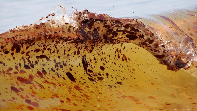 Marine life dramatically declined in Gulf of Mexico since BP oil spill, study finds