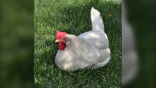 Neighbours in East Calgary neighbourhood come to the rescue of runaway chicken