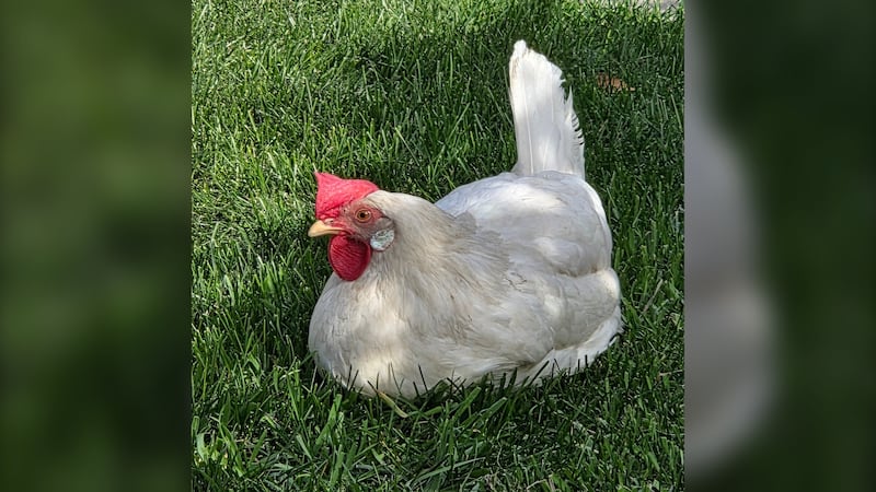 Neighbours in East Calgary neighbourhood come to the rescue of runaway chicken