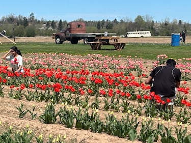 People look at the tulips at RiverBreeze farms. (CTV/Jonathan MacInnis)
