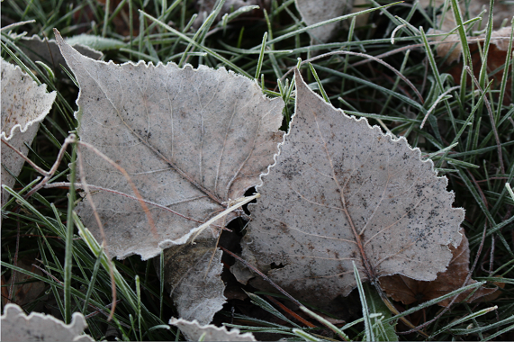 Frost risk as temperatures expected to dip near freezing