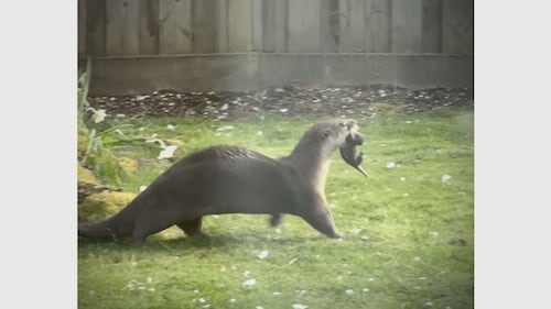 Baby otters removed from den beneath Richmond shed