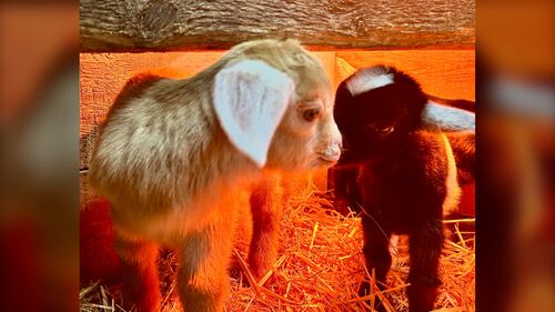 Two of 11 baby goats born at Hatfield Farm in Hammonds Plains, N.S., in late December 2025, are pictured. (Mike Lamb / CTV Atlantic)