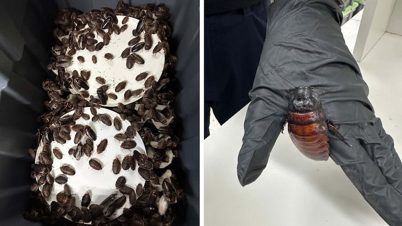 Australia seizes 100,000 cockroaches in bug-breeder bust