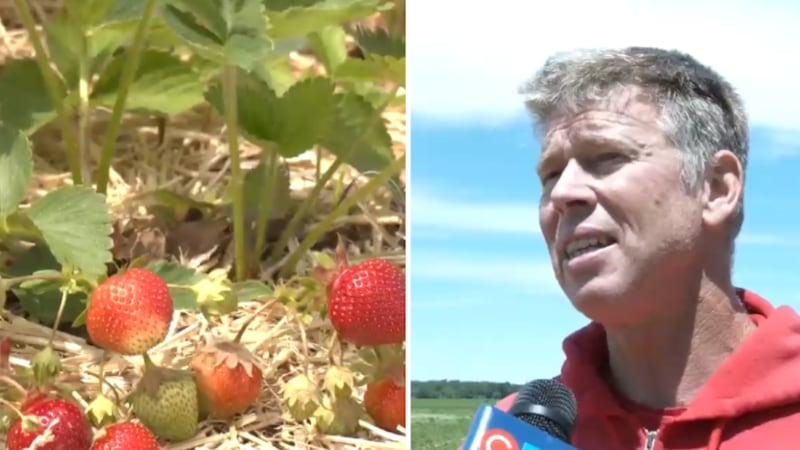 Strawberry season ramps up at Simcoe County farm