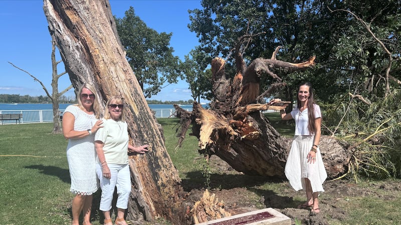 After 73 Years, a beloved Windsor willow falls — but its legacy lives on
