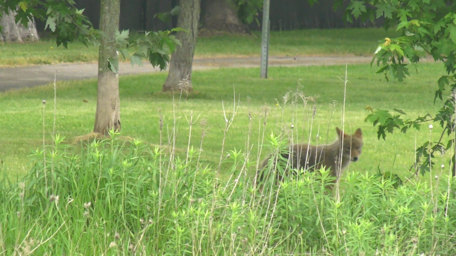 Mother describes brazen coyote attack in Orléans park that injured 14-year-