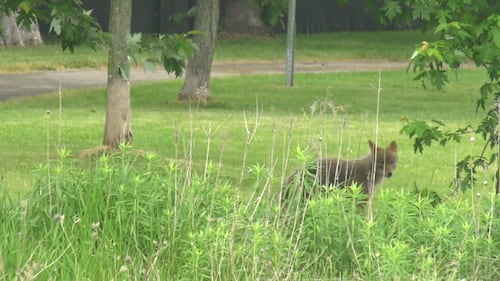 Mother describes brazen coyote attack in Orléans park that injured 14-year-old son