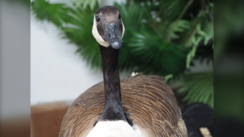 Whoa Canada: Goose nesting site remains perched on condo balcony in downtown Calgary