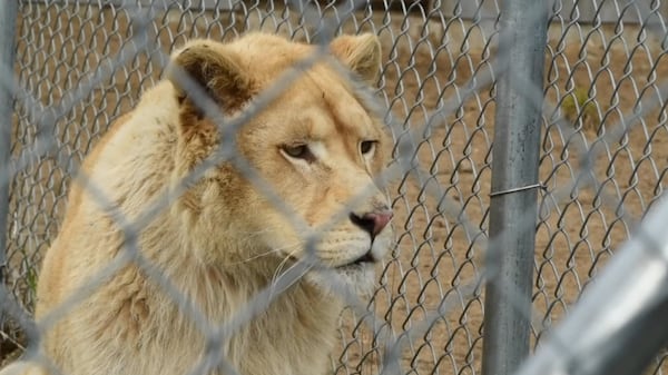 Humane World for Animals