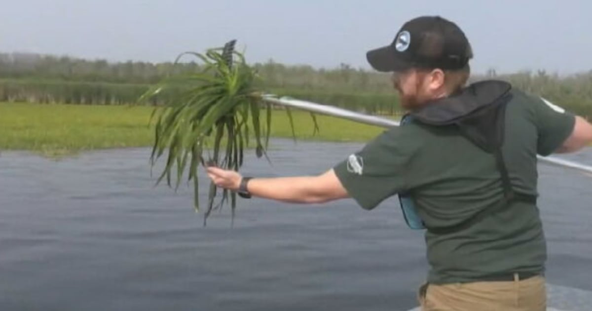 Curbing the spread of invasive species in Lake Simcoe