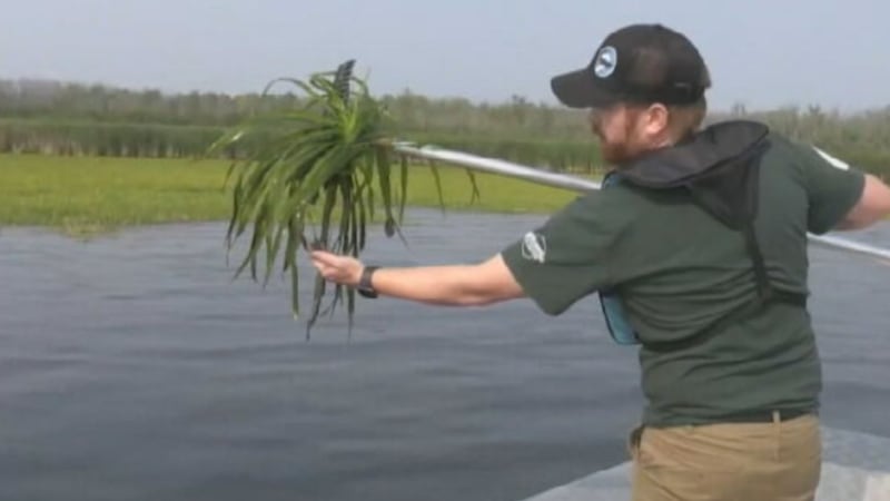 Curbing the spread of invasive species in Lake Simcoe