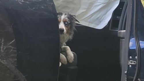 Lost dog found ‘sitting patiently’ in passenger seat 3 days after car crash