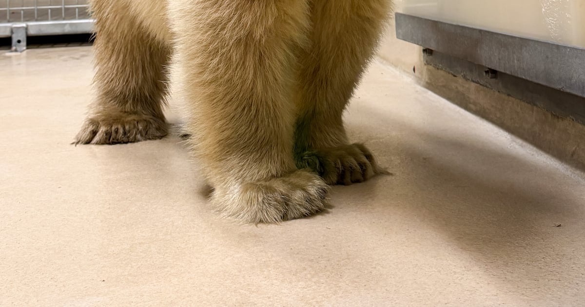 Orphaned polar bear cub arrives in Winnipeg