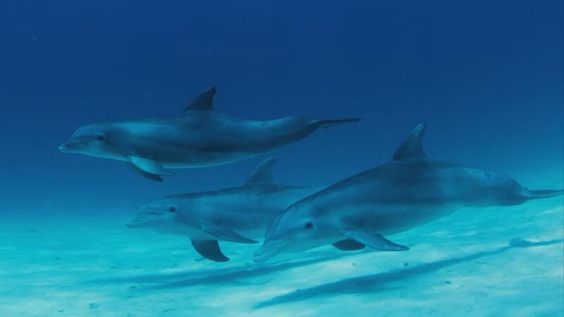 ‘They’re curious and playful’: Dolphin documentary to hold premiere screening in Edmonton