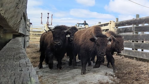 Oh, give me a home: Alberta-raised wood bison calves safely relocated to Alaska