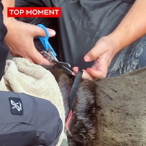 B.C. sea lion with fishing gear snagged around neck rescued after a year on the run