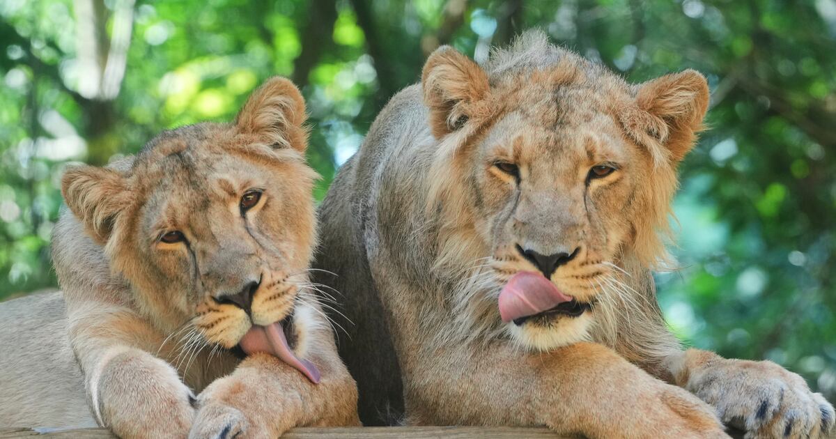 Suspected heatstroke kills three lions at Japan zoo