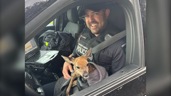 Orphaned fawns rescued by police after mother deer struck and killed near Strathroy