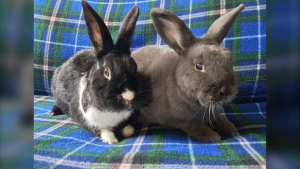 Why rabbits shouldn’t be an Easter gift: N.S. bunny rescue