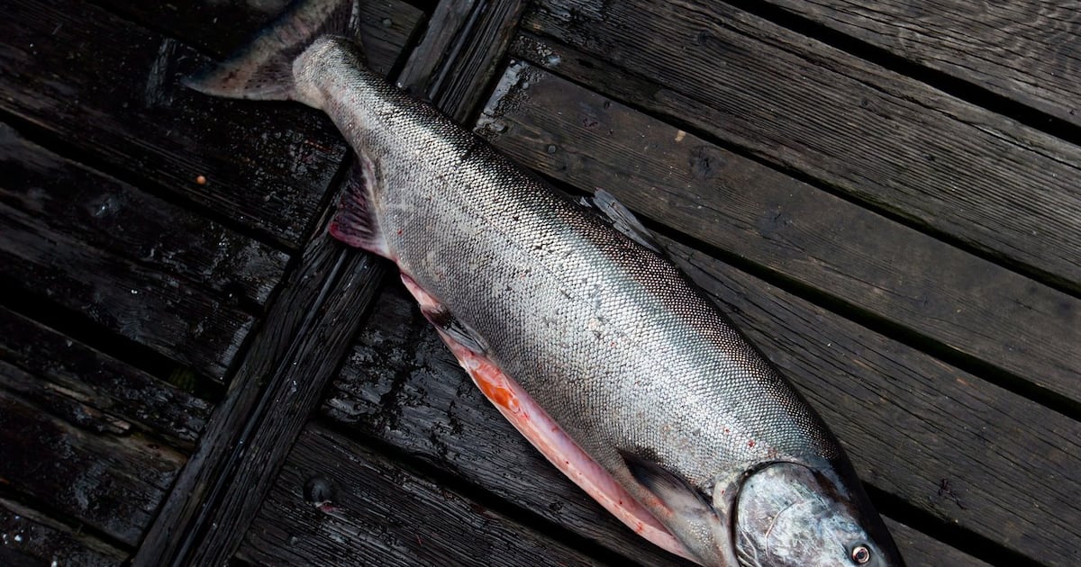 A chinook salmon is seen on the dock in Vancouver, on Saturday, Aug. 18, 2012. THE CANADIAN PRESS/Darryl Dyck