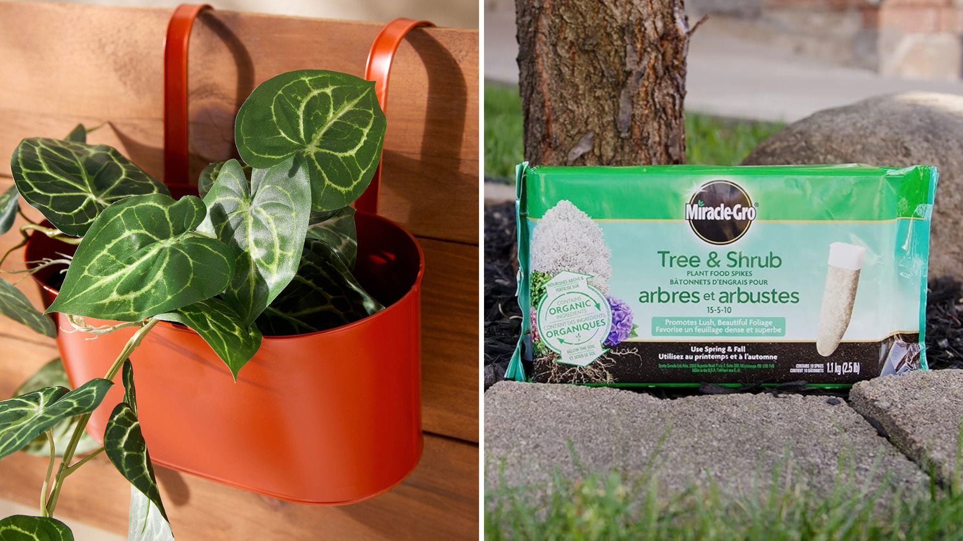 A hanging planter with a pothos in it and Miracle-Gro Tree and Shrub Spikes.