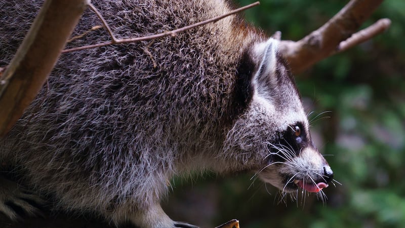 Rabies vaccine operation targets raccoons and skunks in Montreal parks