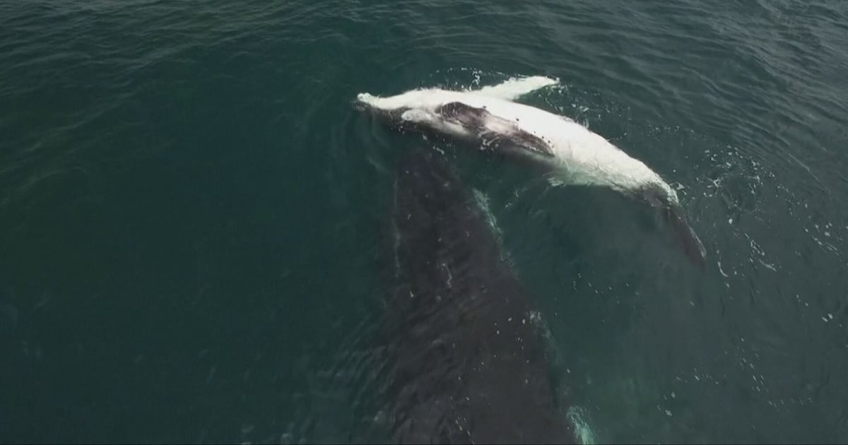 Photo: ctvnews.ca Do Whales Grieve? Rare Footage Suggests They Do