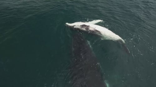 ‘Really sad’: Humpback whale documented apparently grieving stillborn calf
