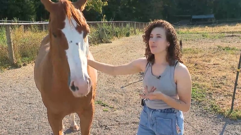 ‘Really angry’: B.C. equestrian owner scrambling ahead of potential 50% Trump tariffs