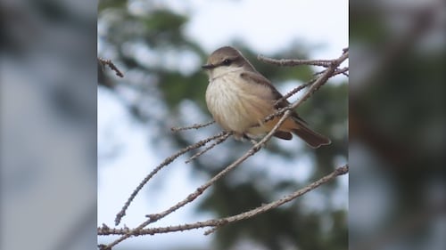 Rare bird alert: Word spreads as Vermilion flycatcher spotted in Alberta for first time ever