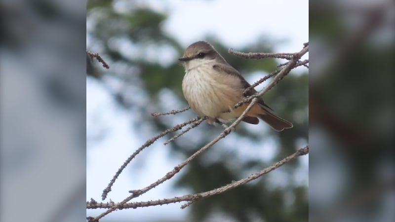 Rare bird alert: Word spreads as Vermilion Flycatcher spotted in Alberta for first time ever