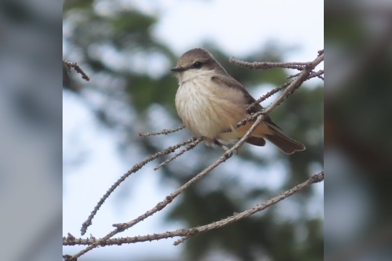 Rare bird alert: Word spreads as Vermilion flycatcher spotted in Alberta for first time ever