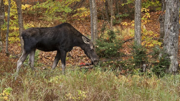 Ontario hunters have licences suspended, pay $15K after trespassing, illegally killing cow moose