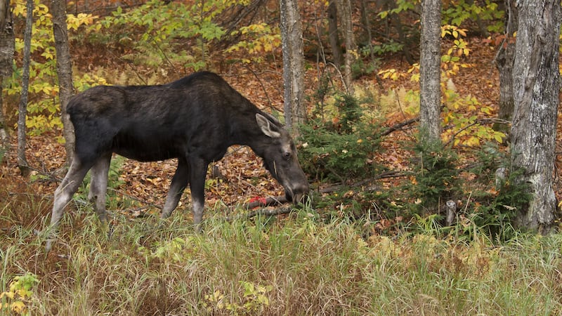 Ontario hunters have licences suspended, pay $15K after trespassing, illegally killing cow moose