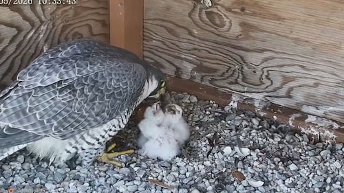 Falcons who have made Université de Montréal their home welcome three new chicks