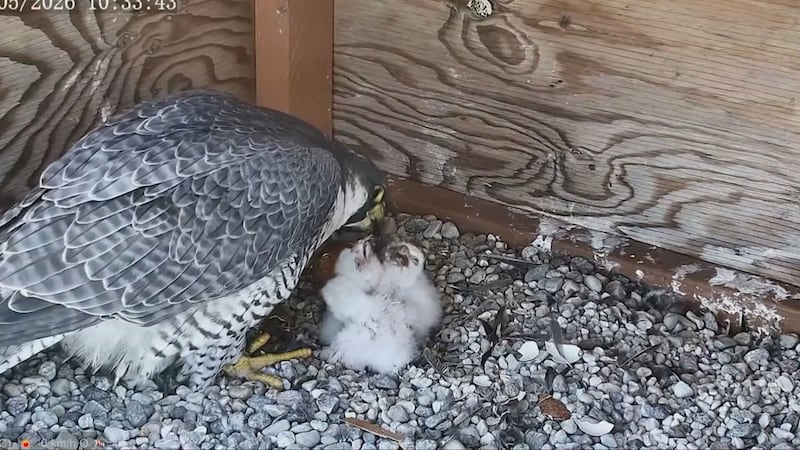 Falcons who have made Université de Montréal their home welcome three new chicks