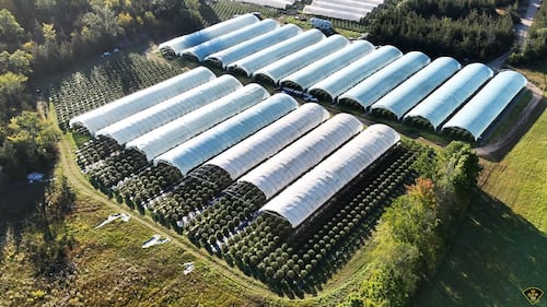 OPP seize $7.9M in illegal cannabis plants from Greater Napanee, Ont., grow op