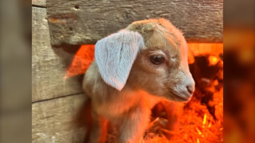 One of 11 baby goats born at Hatfield Farm in Hammonds Plains, N.S., in late December 2025, is pictured. (Mike Lamb / CTV Atlantic)