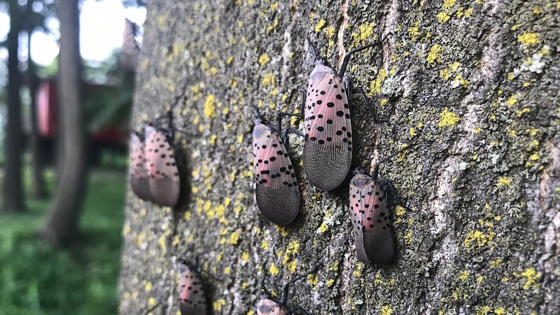 Spotted Lanternfly seen in Windsor, Ont., first in Canada