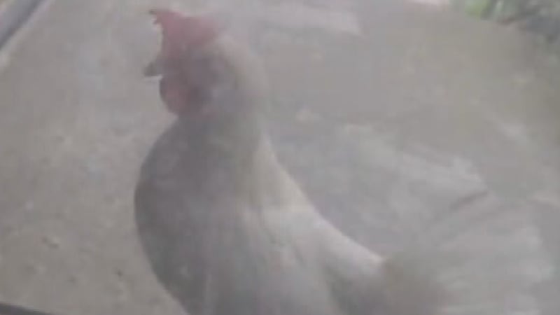‘Fowl’ visitor: Lost chicken knocks on door of Forest Lawn home
