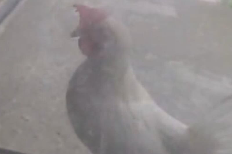 ‘Fowl’ visitor: Lost chicken knocks on door of Forest Lawn home