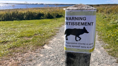 Visitor bitten by coyote in Cape Breton Highlands National Park