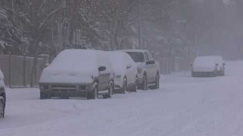 Snow covers vehicles parked along a road in Edmonton on Feb. 17, 2026. (Miriam Valdes-Carletti / CTV News Edmonton)