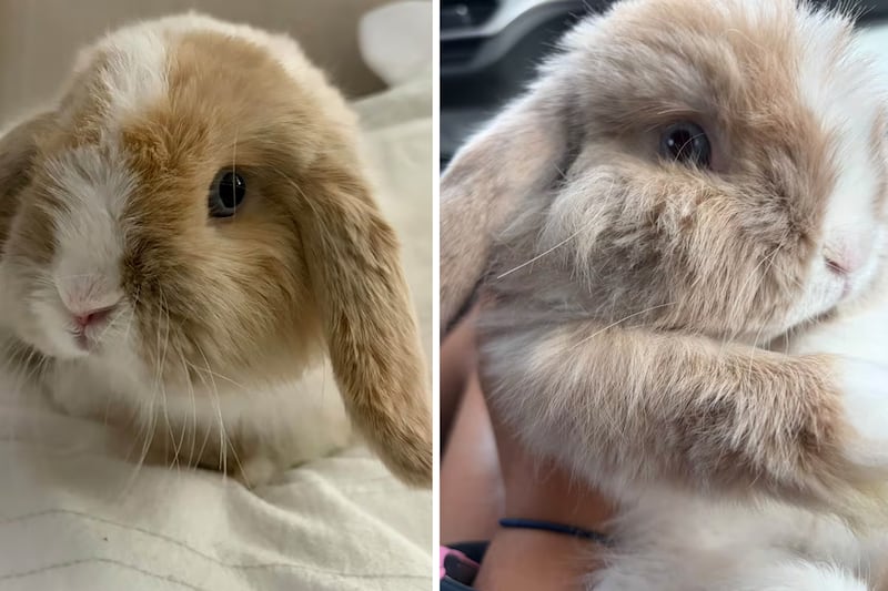 Biscuit the bunny stolen from Markham Fair. Police investigation underway