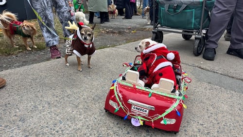 Three small dogs are pictured wearing sweaters. One is in a small red car.
