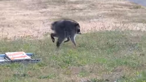 Meet Jimothy, the raccoon that captured the internet’s attention