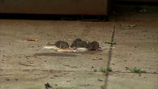 Rats! ‘They’re chewing through walls!’: Residents claim rodents infest a London neighbourhood