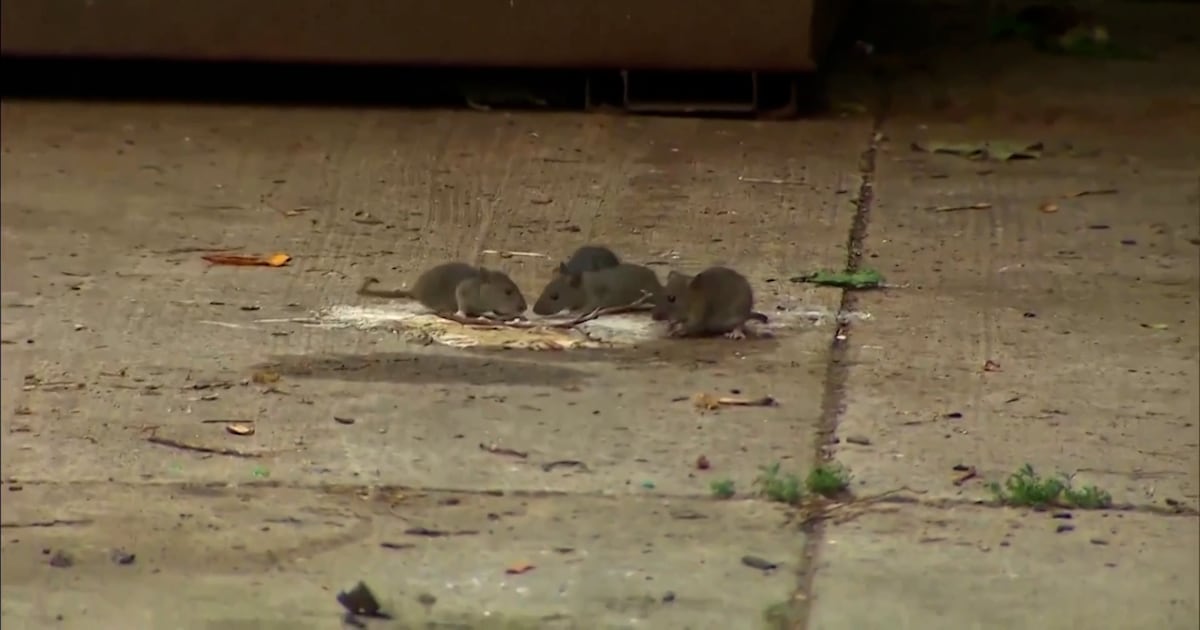 30 Rats Rats pestering east London residents